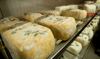 כיכרות של גבינה במקרר